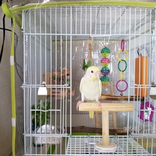 セキセイインコオス中雛の里親募集