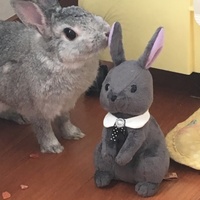 とと