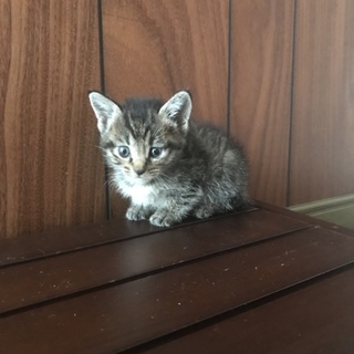 仔猫の里親募集中です