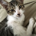 元気な子猫★ 人に慣れてます★