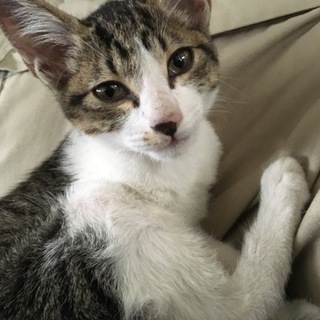元気な子猫★ 人に慣れてます★