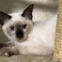 かわいいシャムmixの男の子