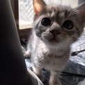 可愛すぎる子猫ちゃん♡