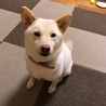からきな
