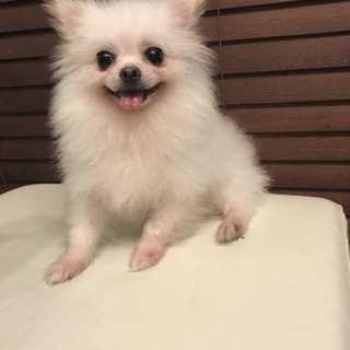 極小ポメちゃん