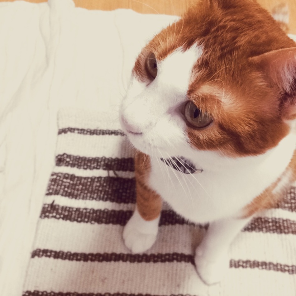 ハルのカバー写真