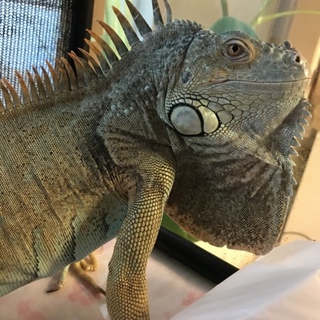 ブルーイグアナ