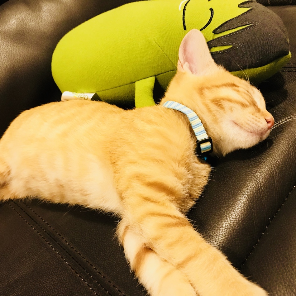 エレンのカバー写真
