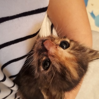 一肌が恋しい甘えん坊サビちゃん