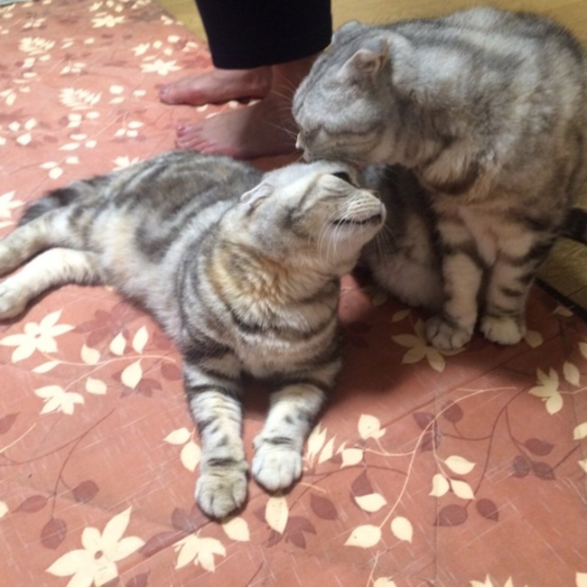 まいまい(・ω・ )のカバー写真