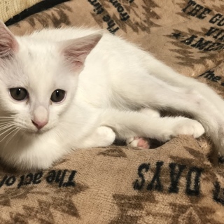 真っ白な子猫、雪ちゃん。