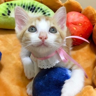 おっきな目とボブテイルのなんて可愛いお転婆さん♪