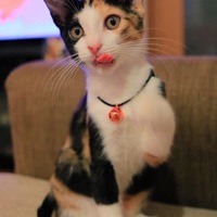柚子