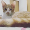 いつも一緒の茶白c