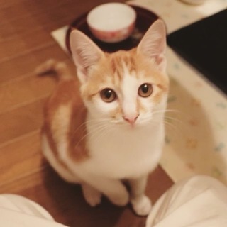 ゲンキな白茶の女の子