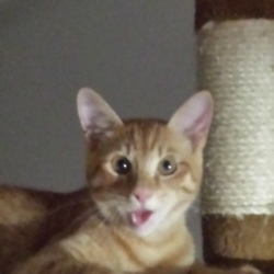 「子猫がやってきた９」サムネイル2