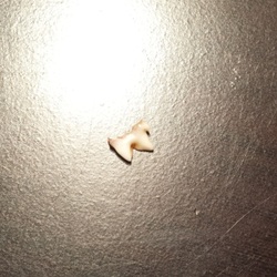 「子猫がやってきた９」サムネイル3