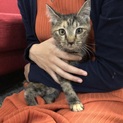 【子猫♀】美人さんです。