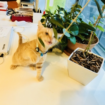 オリーブの枝が猫じゃらしになってまーす。