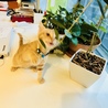 オリーブの枝が猫じゃらしになってまーす。