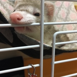 マーシャルフェレット 里親募集