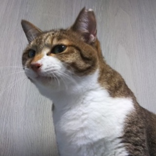 ぽっちゃり丸いおかあにゃん