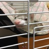 マーシャルフェレット 里親募集 サムネイル2