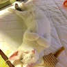 おねんねポーズ！