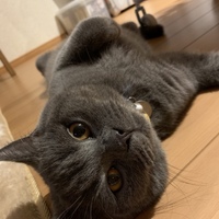 モコ