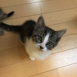鼻にハート模様のブチ★サバ白　(No4）