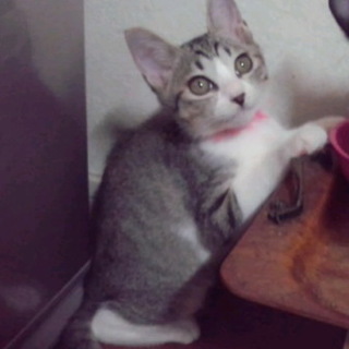 かわいい白キジの女のコ・セイちゃん