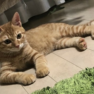 少し臆病だけど甘えたい茶トラの男の子♂リツ君