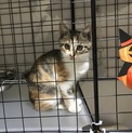 おめめぱっちりの三毛の子猫