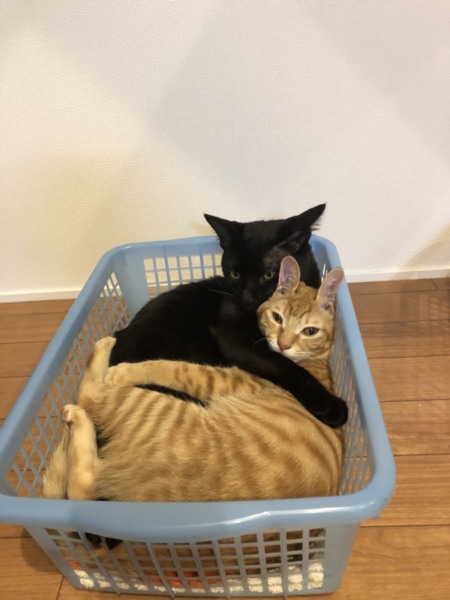 黒猫(オス)茶トラ(メス」富山県 - 猫の里親募集(230859) 1枚目の 黒猫(オス)茶トラ(メス」富山県 - 猫の里親募集(230859) 1枚目の