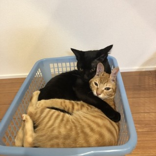 黒猫（オス）茶トラ（メス）ペアで里親様募集