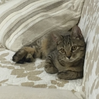 誰とでも遊べるいい子です