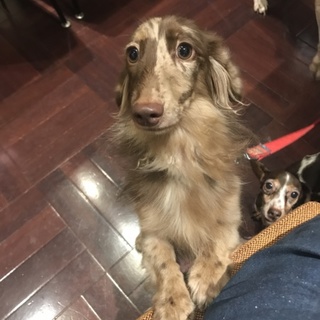 甘えん坊で元気一杯なダックス★ジェイミー