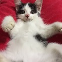 甘ったれな子猫です♪