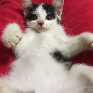 甘ったれな子猫です♪