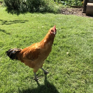 無料で差し上げます。