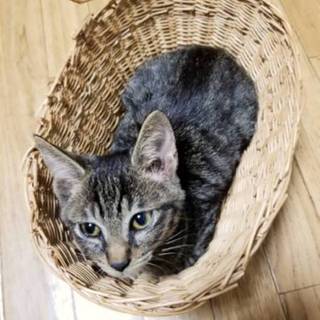 短しっぽの雉とらネル♂