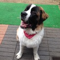 一時募集停止中です。セントバーナード男の子です。