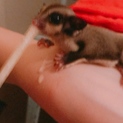 モモンガ赤ちゃん！！