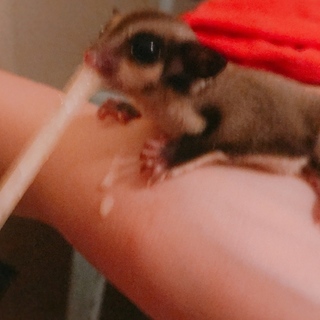 モモンガ赤ちゃん！！