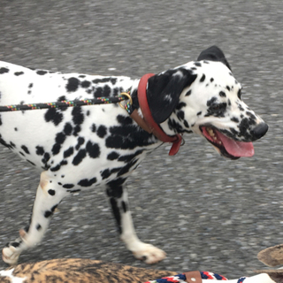 ☆血統書付き☆優しいダルメシアンです。