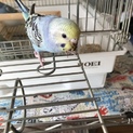 セキセイインコ 雛   [募集一時停止]
