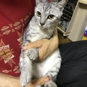 野良猫ちゃん兄妹2匹を保護しました。