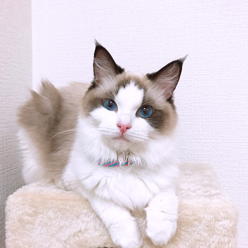 るうのカバー写真