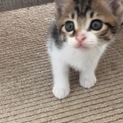 キジトラちゃんの里親募集