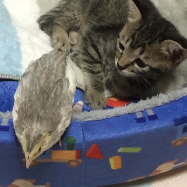 ウズラと